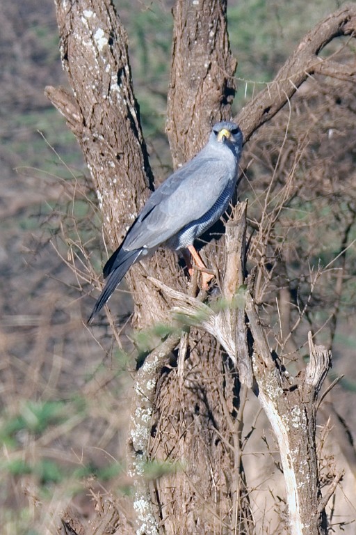 Kenia (118).jpg